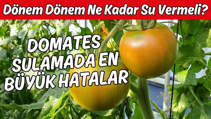 Domates Nasıl Sulanmalı? 🍅 Dönem Dönem En Doğru Sulama Taktikleri #domates
